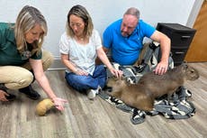 Visitantes acarician a roedores gigantes en el Capybara Cafe de Florida