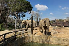 Un zoológico en España ayuda a elefantas ancianas a envejecer con dignidad