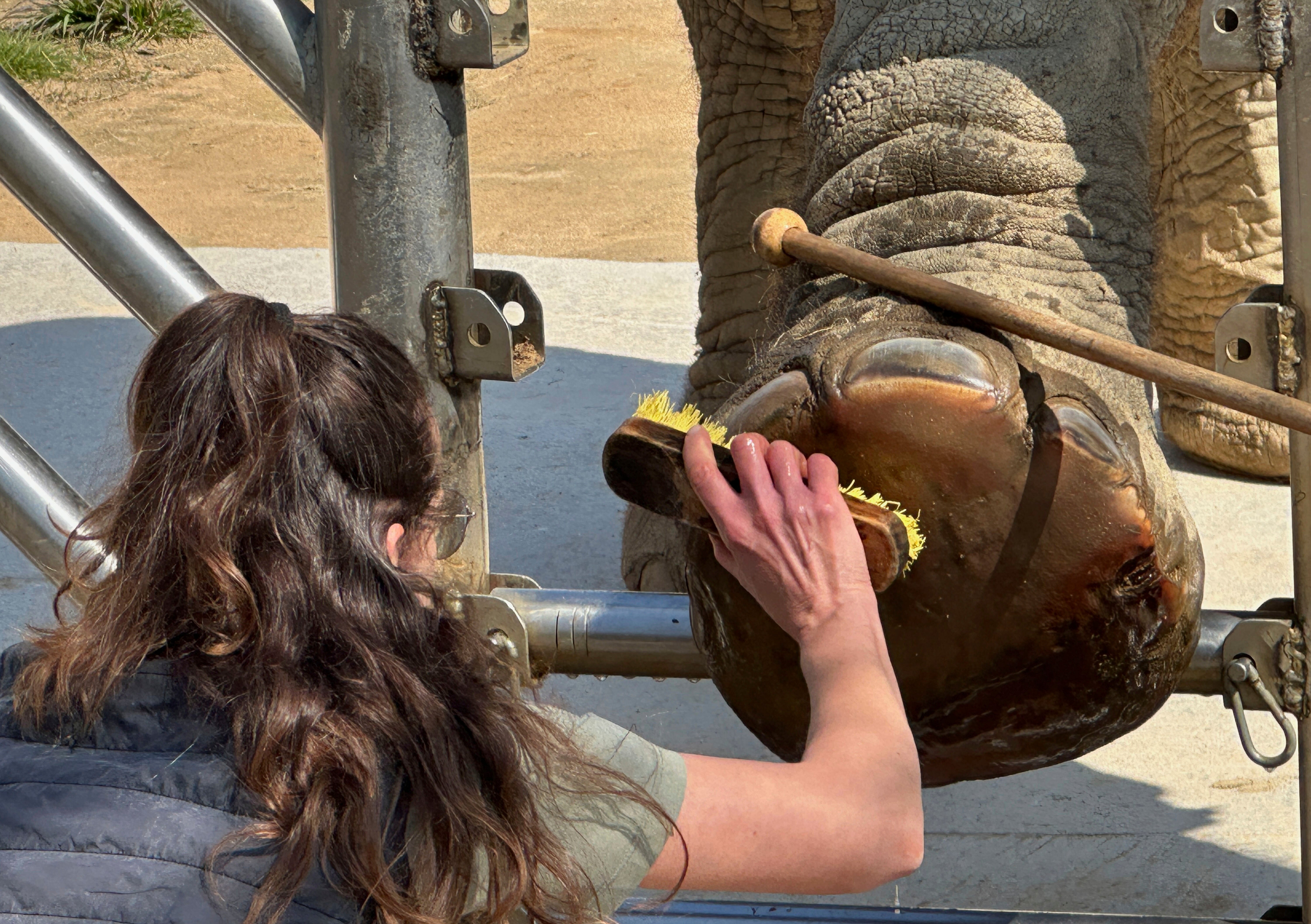 ESPAÑA-ELEFANTAS ANCIANAS