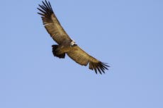 Los buitres son de los animales menos queridos. Conservacionistas africanos intentan cambiar eso