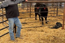 Ganaderos de EEUU esperan que aranceles aumenten demanda, pero temen incertidumbre del mercado