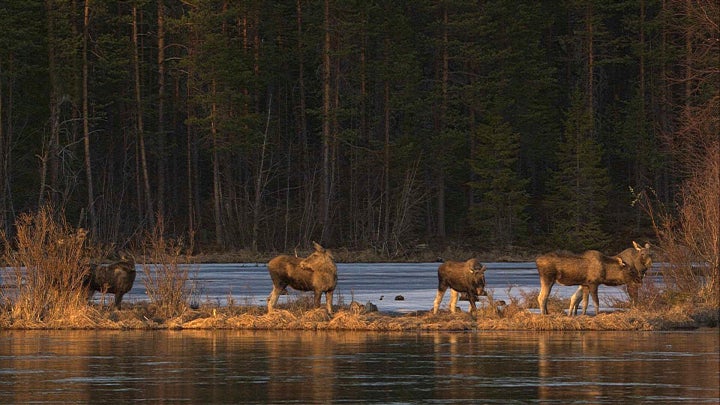 SUECIA-ALCES-TRANSMISIÓN