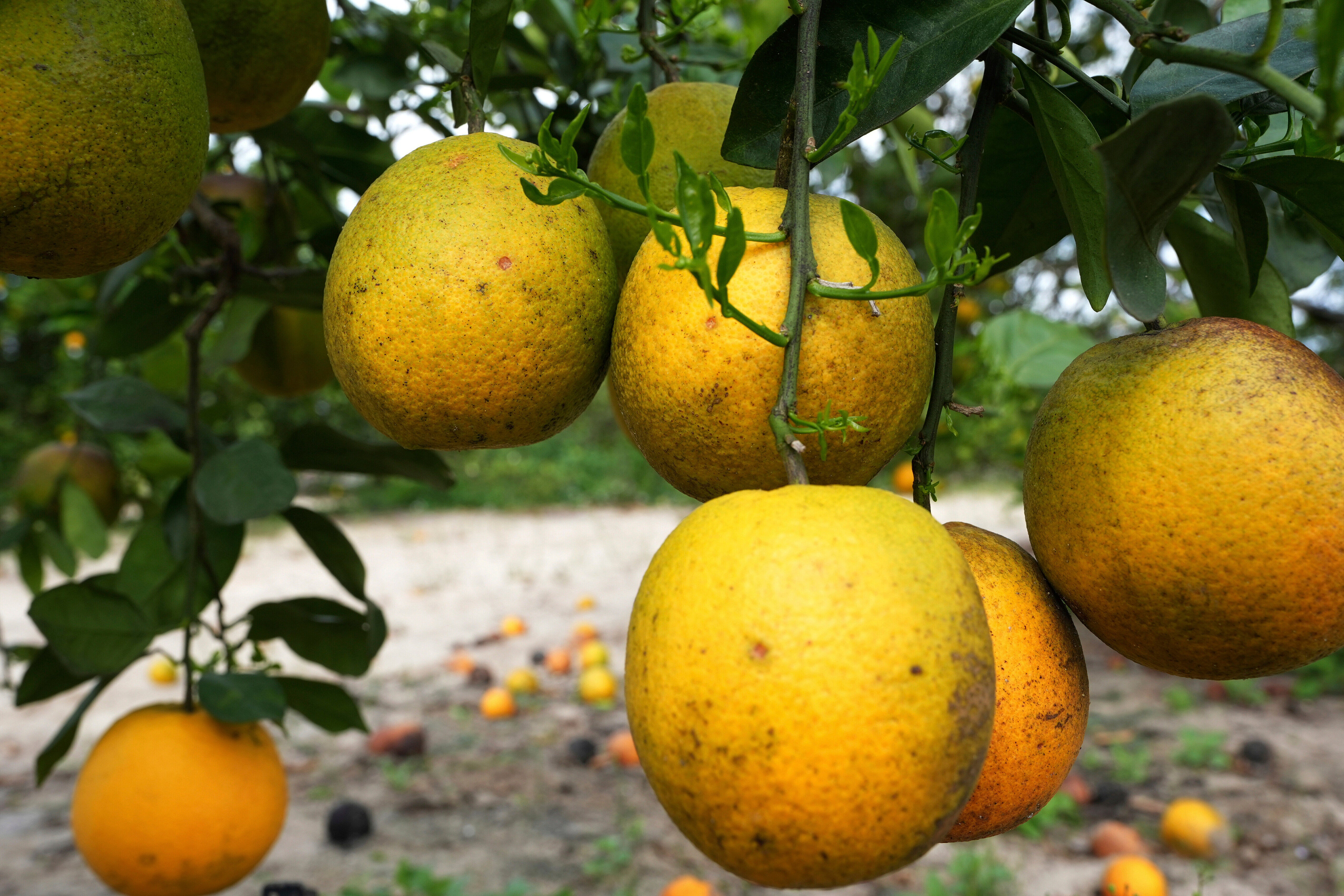 FLORIDA CITRICOS