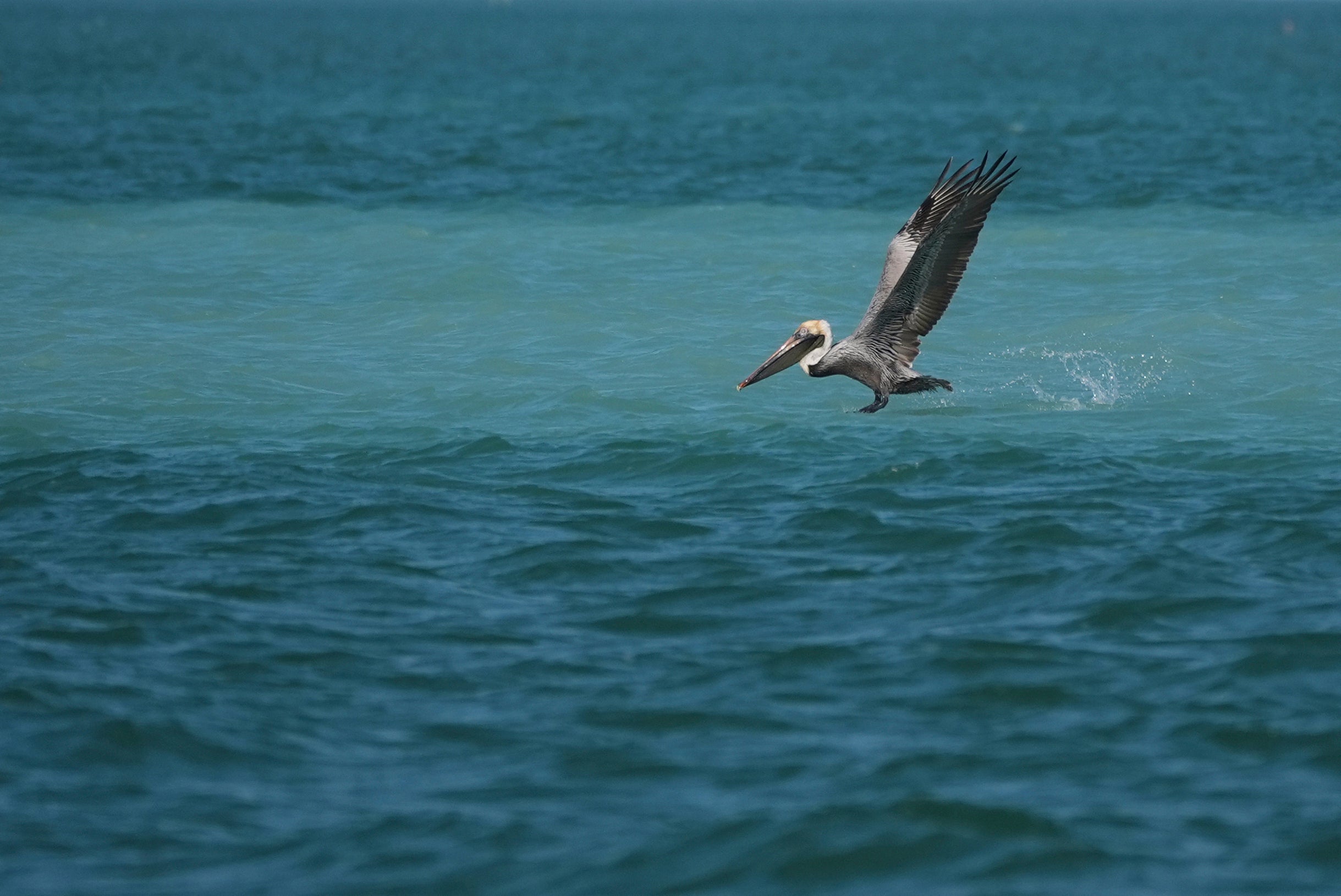 FLORIDA-EVERGLADES-RESTAURACION