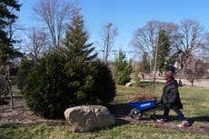 Plantan secuoyas en Detroit para mejorar el aire y celebrar el Día de la Tierra