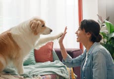 Cómo cada generación ve a sus mascotas