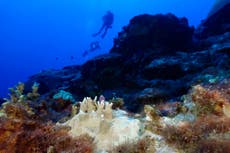 El 84% de los arrecifes de coral del mundo están afectados por el peor blanqueamiento de la historia