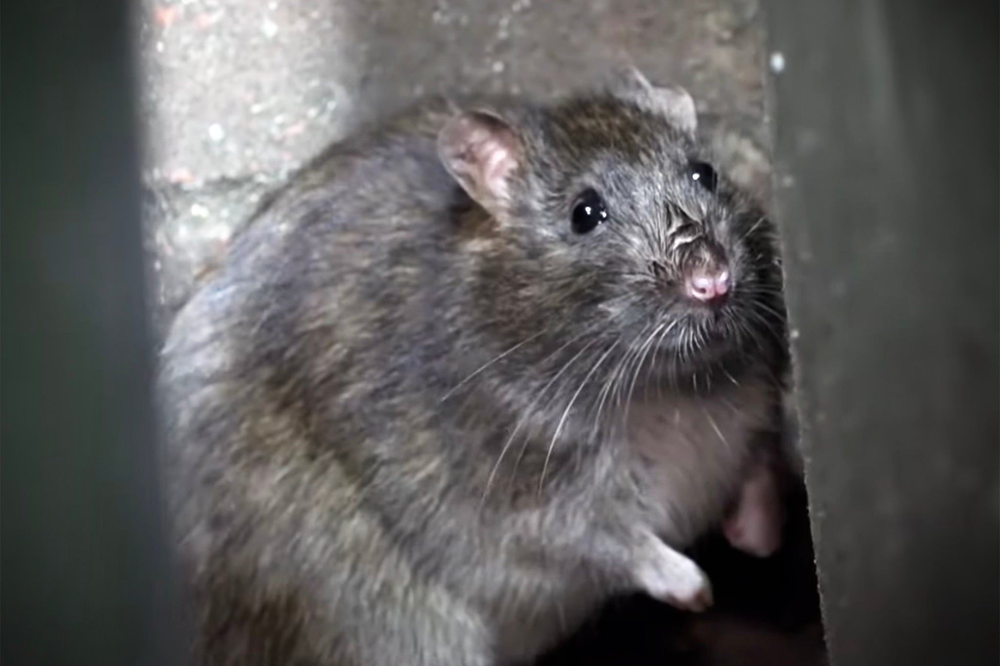 Los investigadores dejaron que las ratas corrieran por un pequeño escenario y registraron la actividad cerebral de una parte importante para la memoria y la navegación