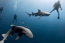 Tiburón muerde la pierna de un surfista frente a la costa de las Islas Canarias