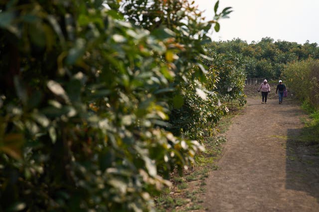 GUATEMALA-AGUACATES