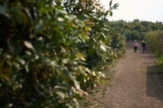 El aguacate guatemalteco emerge poco a poco para competir en el mercado de EEUU pese a aranceles