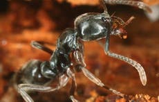 Crece la presencia de una hormiga venenosa en EE. UU.