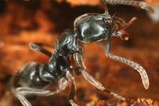 Crece la presencia de una hormiga venenosa en EE. UU.