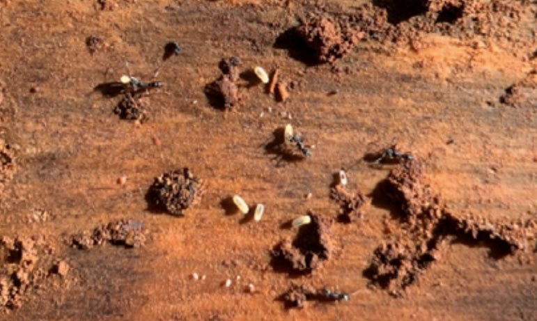 Las hormigas asiáticas de aguijón no son agresivas por naturaleza. Pero si una mano se apoya sobre ellas o quedan atrapadas, pueden usar su aguijón