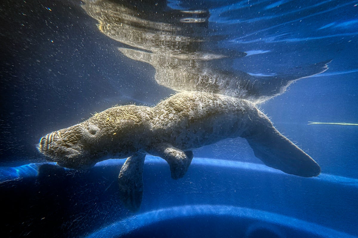 Un joven manatí reaviva la esperanza en Amazonía para esta especie en ...