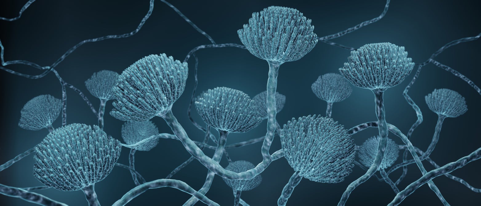 El moho Aspergillus puede causar enfermedades pulmonares