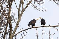 Senadores demócratas preguntan a la istración Trump sobre cómo protegerá a especies en peligro
