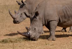 Cazadores han matado más de 100 rinocerontes en Sudáfrica este año, la mayoría en parques nacionales