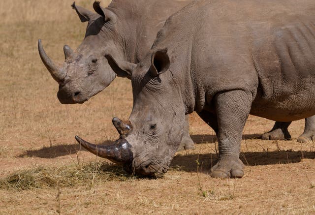 SUDÁFRICA-RINOCERONTES-CAZA