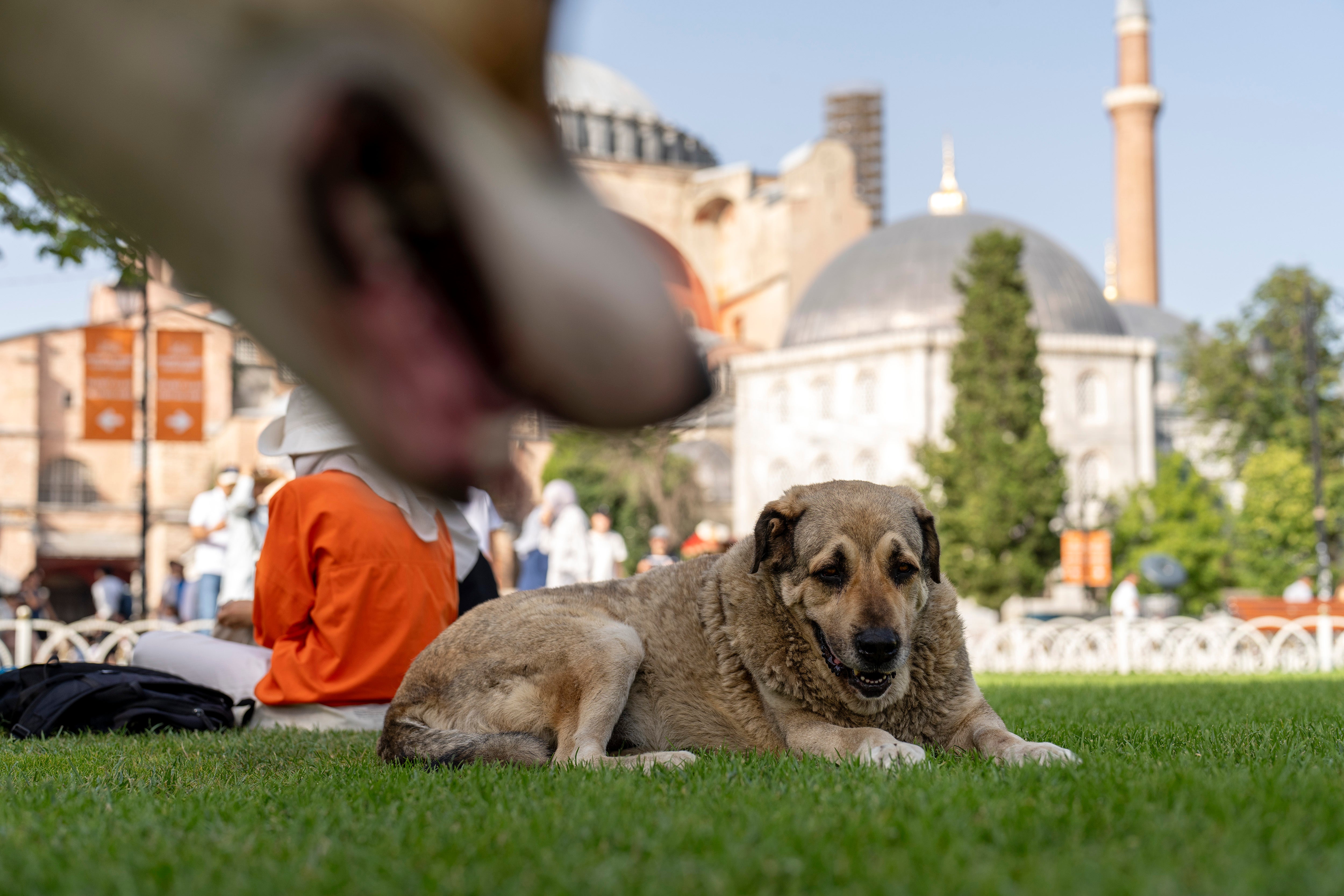 TURQUÍA-LEY CONTRA PERROS CALLEJEROS