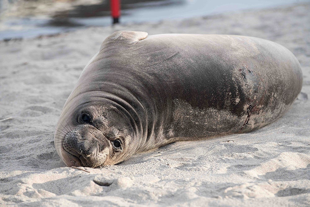 FOCA APUÑALADA