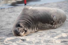 Buscan a persona que apuñaló a foca bebé en playa de Oregon