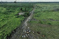 Amnistía a la deforestación en Brasil representa "una de las mayores amenazas" para la Amazonía