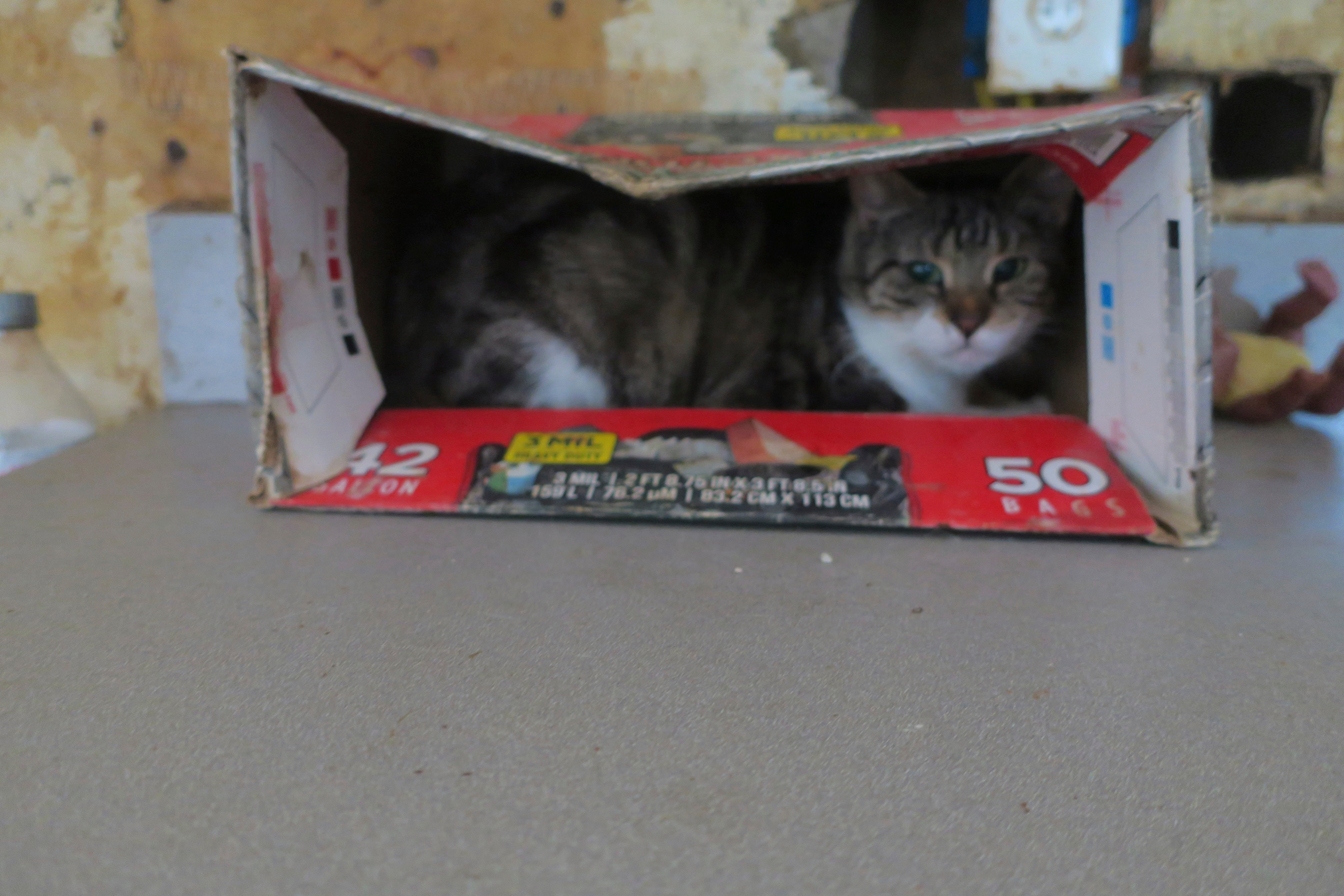 NY-GATOS-CRUELDAD ANIMAL