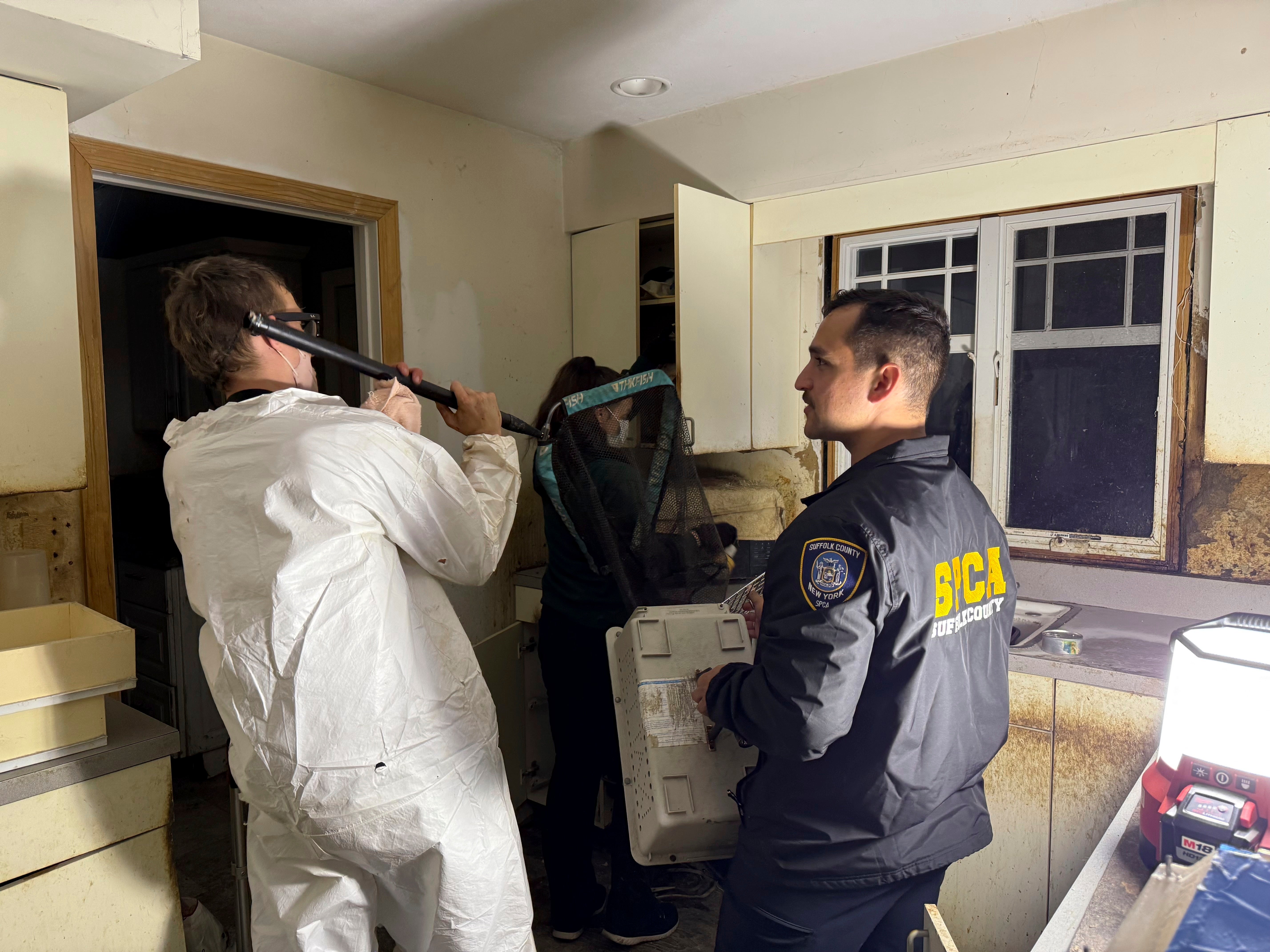 NY-GATOS-CRUELDAD ANIMAL