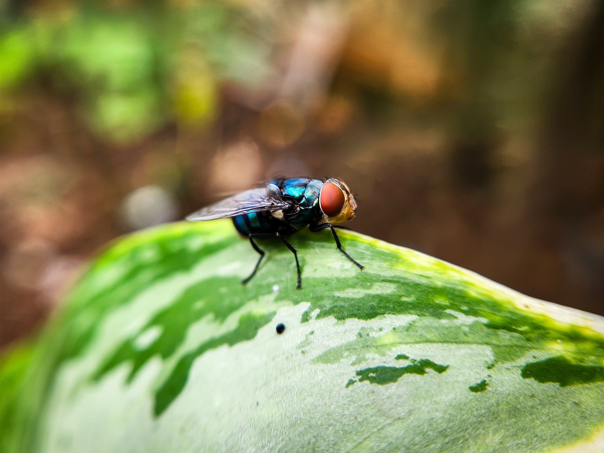 El gusano barrenador del Nuevo Mundo amenaza las importaciones ganaderas entre EE. UU. y México. Estos insectos pueden provocar infecciones mortales