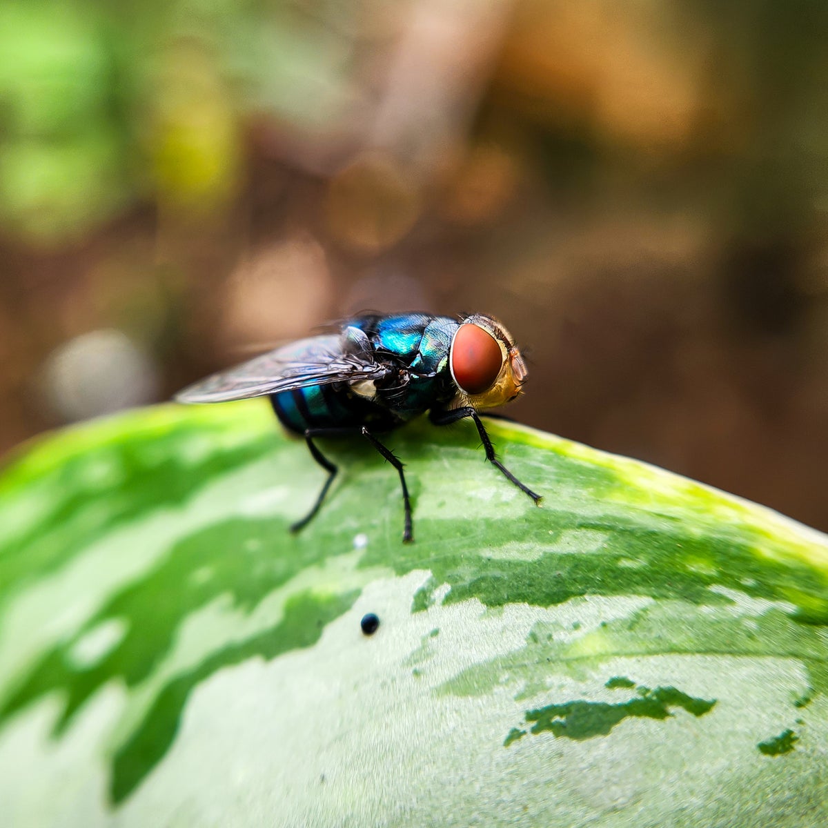 Lo que se sabe sobre el gusano barrenador, el insecto por el que EE. UU.  dejó de comprar ganado a México | Independent Español, image size:1200x1200