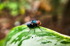 Lo que se sabe sobre el gusano barrenador y la amenaza que supone para el ganado