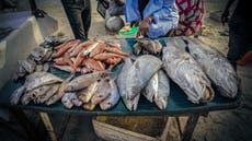 La sobrepesca extranjera en Senegal impulsa la migración a España, según un reporte