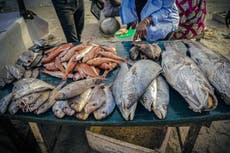 La sobrepesca extranjera en Senegal impulsa la migración a España, según un reporte