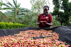 Hermandad de productoras de café en Uganda quiere que más mujeres participen