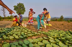 En India, mujeres indígenas y sus "mapas de sueños" buscan proteger las tierras del cambio climático