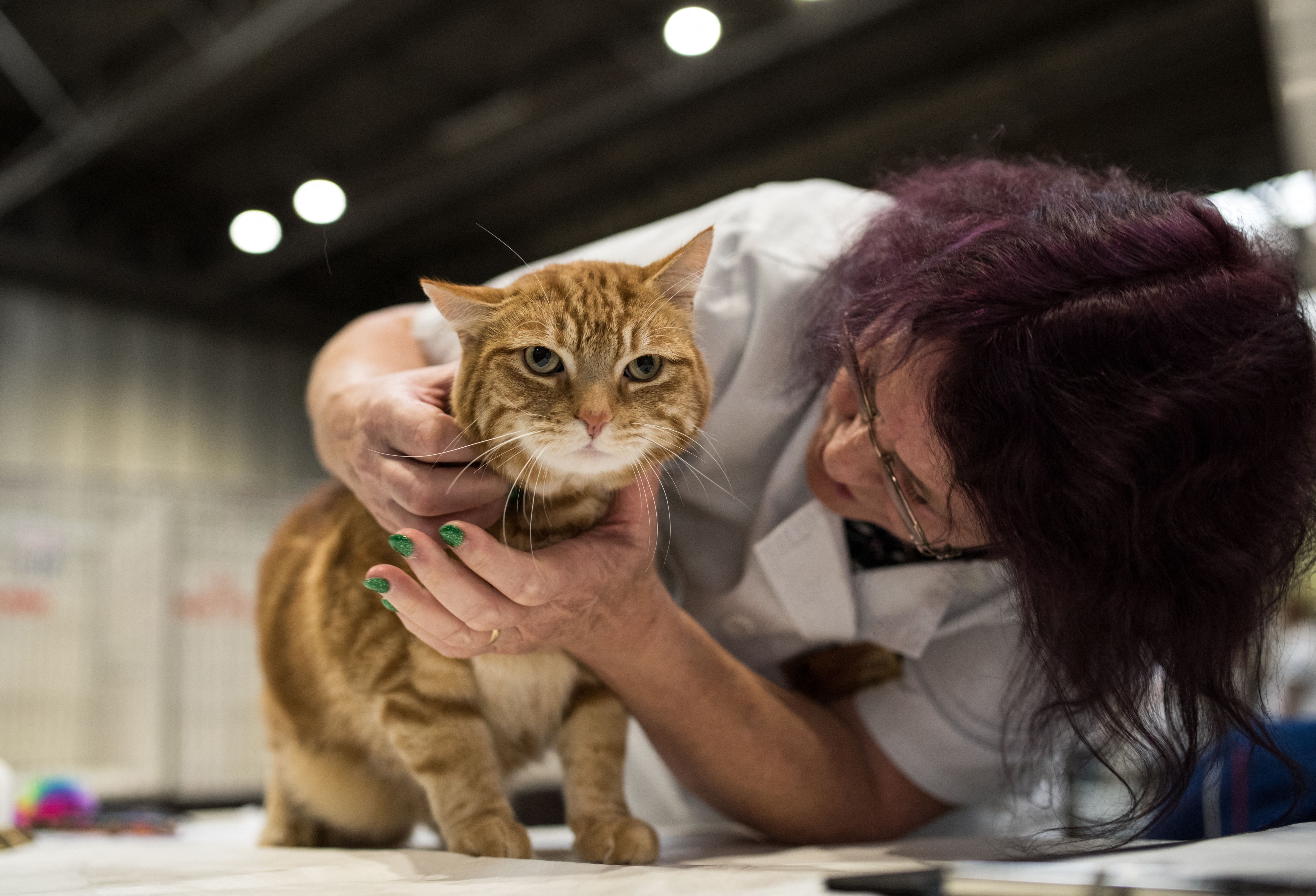 Un gato Ginger Tabby & White sin pedigrí es evaluado en la 42ª edición del 'Supreme Cat Show'