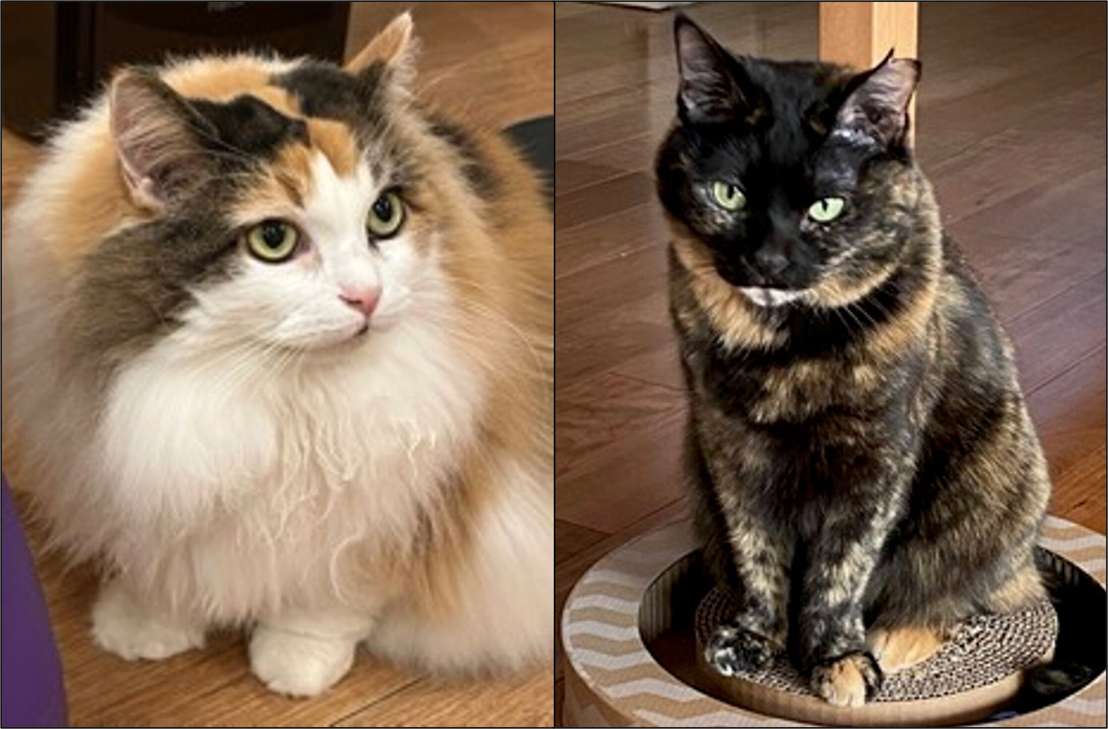 Gato calicó (izquierda) y gato carey (derecha)