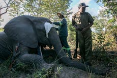 Crece el conflicto entre elefantes y aldeanos en Zimbabue. Una nueva estrategia busca solucionarlo
