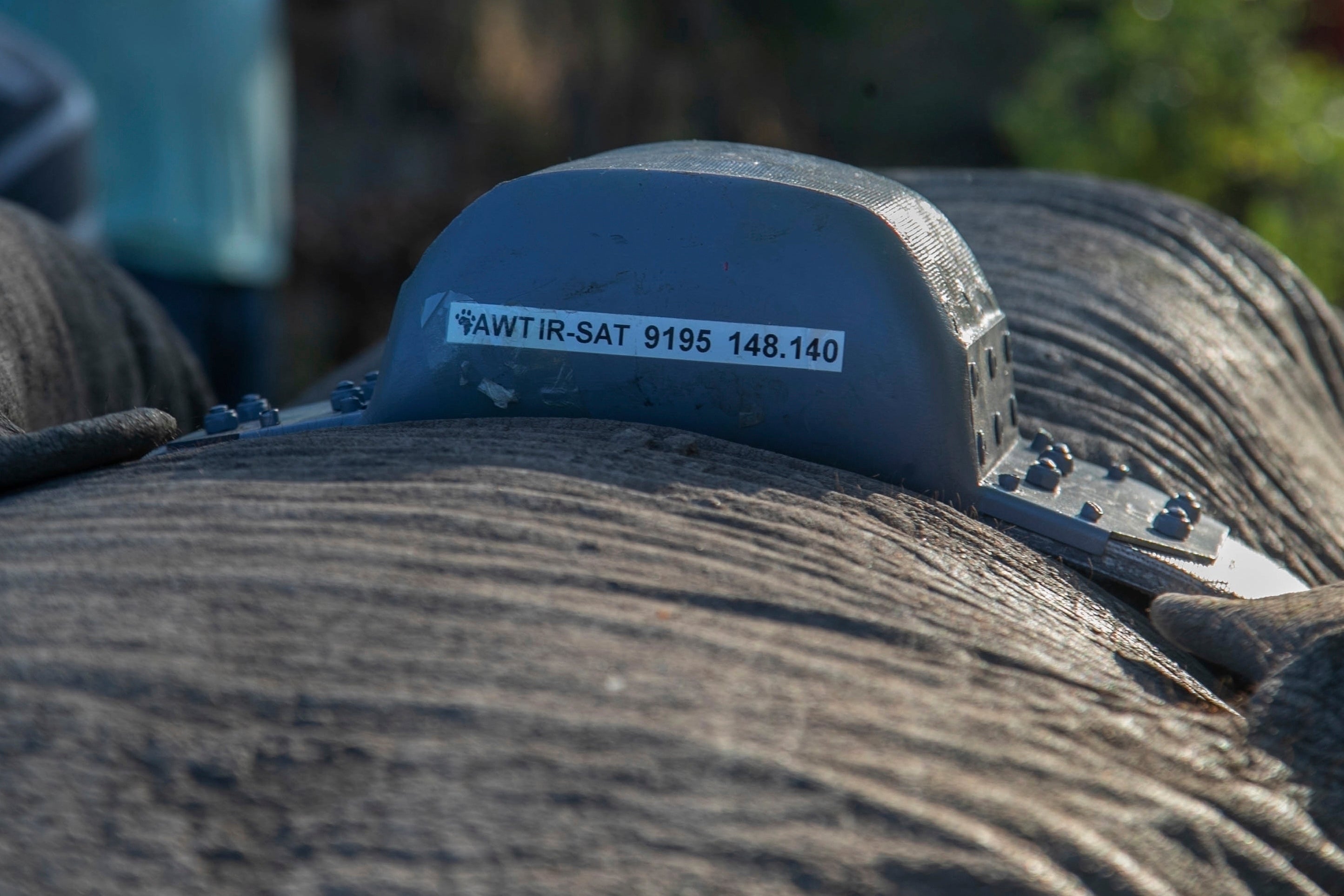 ZIMBABUE-ELEFANTES-CRISIS