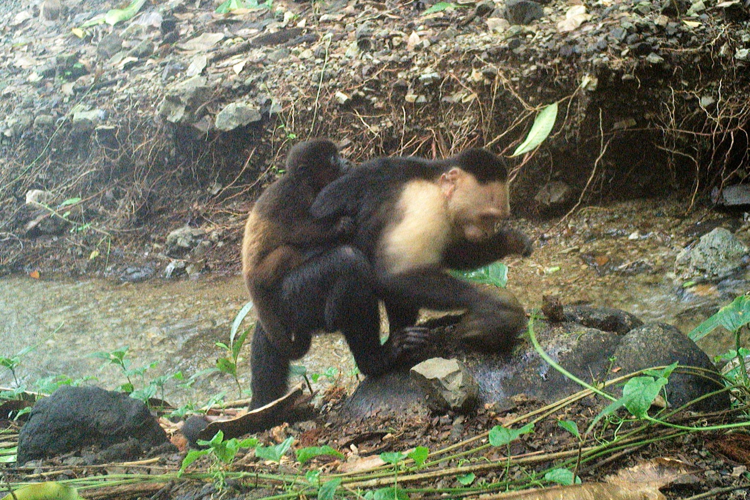MONOS SECUESTRADORES