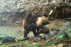 Videos muestran a monos aulladores presumiblemente secuestrados por monos capuchinos