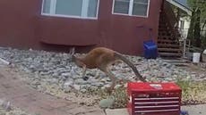 Canguro suelto mantiene ocupada a la policía de un poblado de Colorado... otra vez