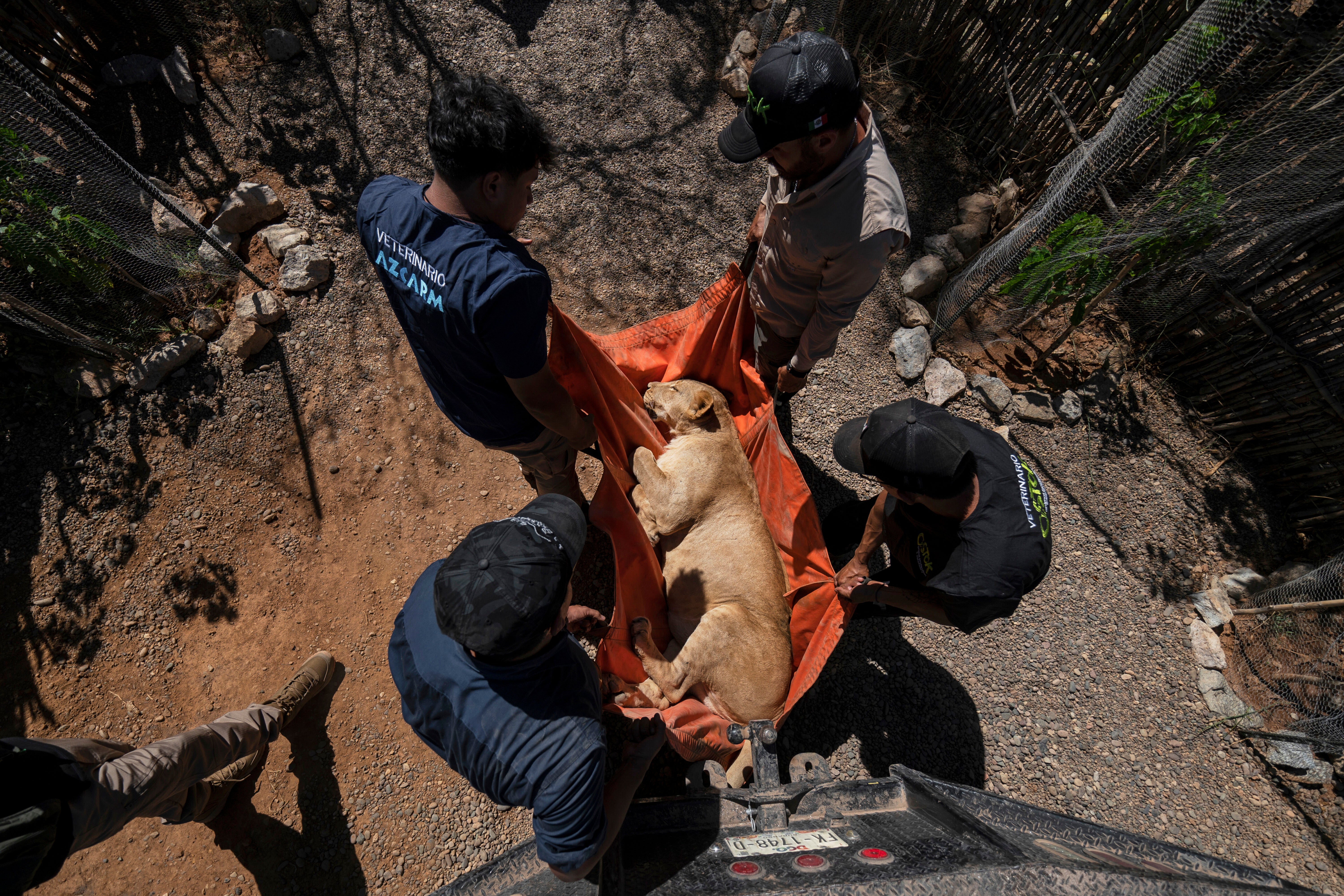 MÉXICO-VIOLENCIA-SANTUARIO ANIMAL