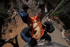AP Fotos: Tigres, jaguares y elefantes también huyen de la violencia de los cárteles en México