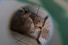 Tigres, jaguares o elefantes también huyen de la violencia de los cárteles en el noroeste de México