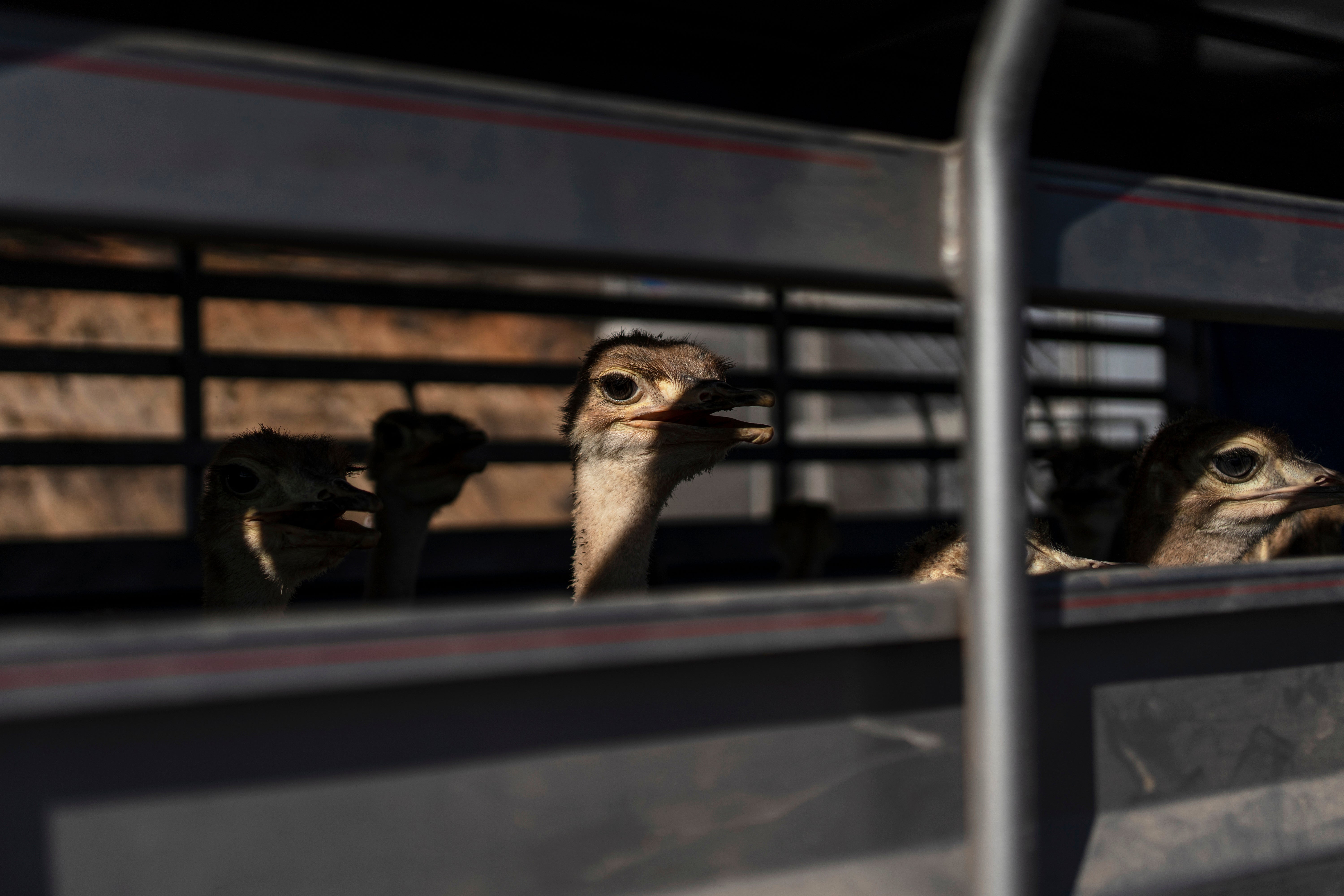 MÉXICO-VIOLENCIA-SANTUARIO ANIMAL