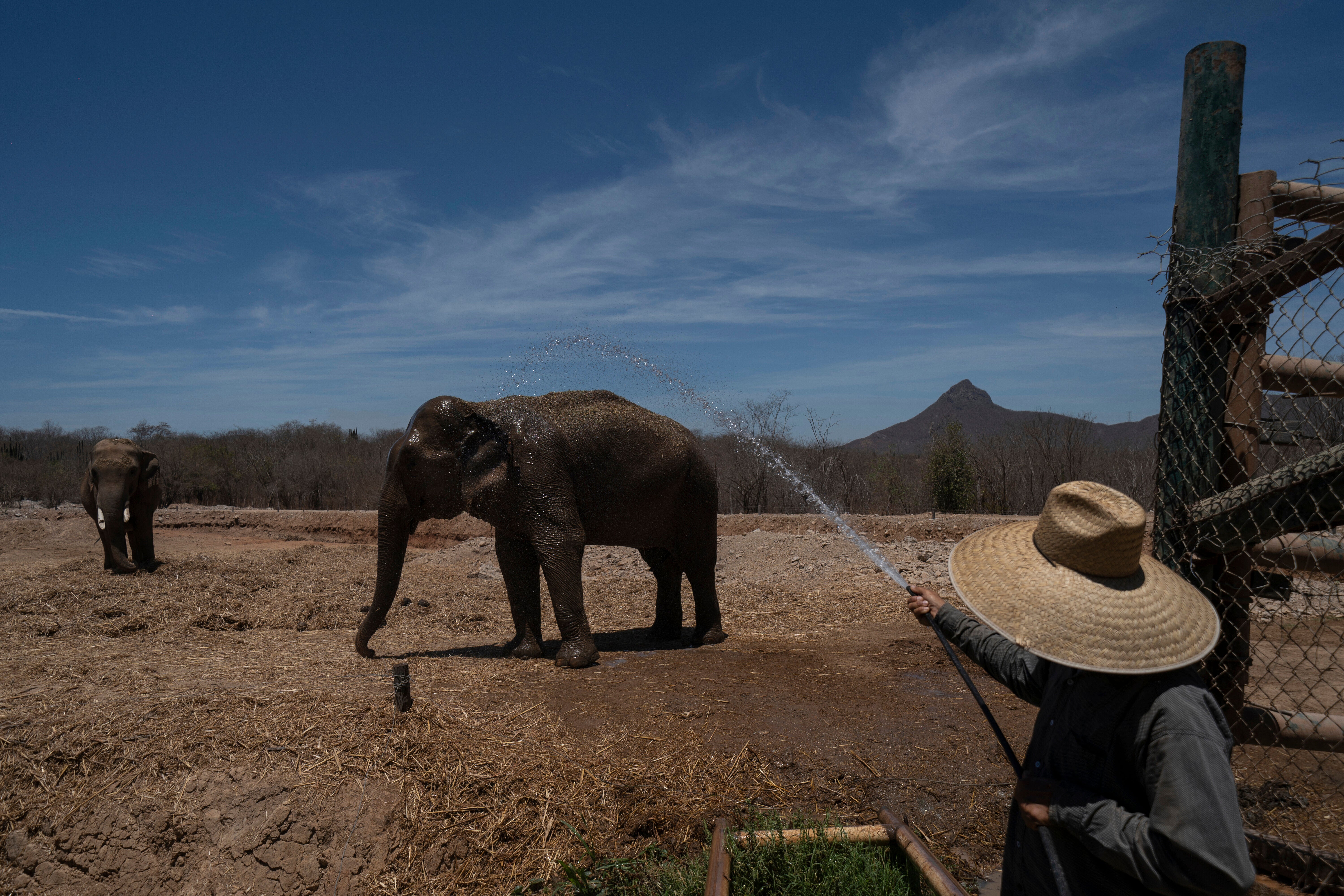 MEXICO-VIOLENCIA-SANTUARIO ANIMAL