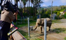 Elefantes ancianos de LA son enviados a otro zoo; activistas dicen que deberían vivir en santuario