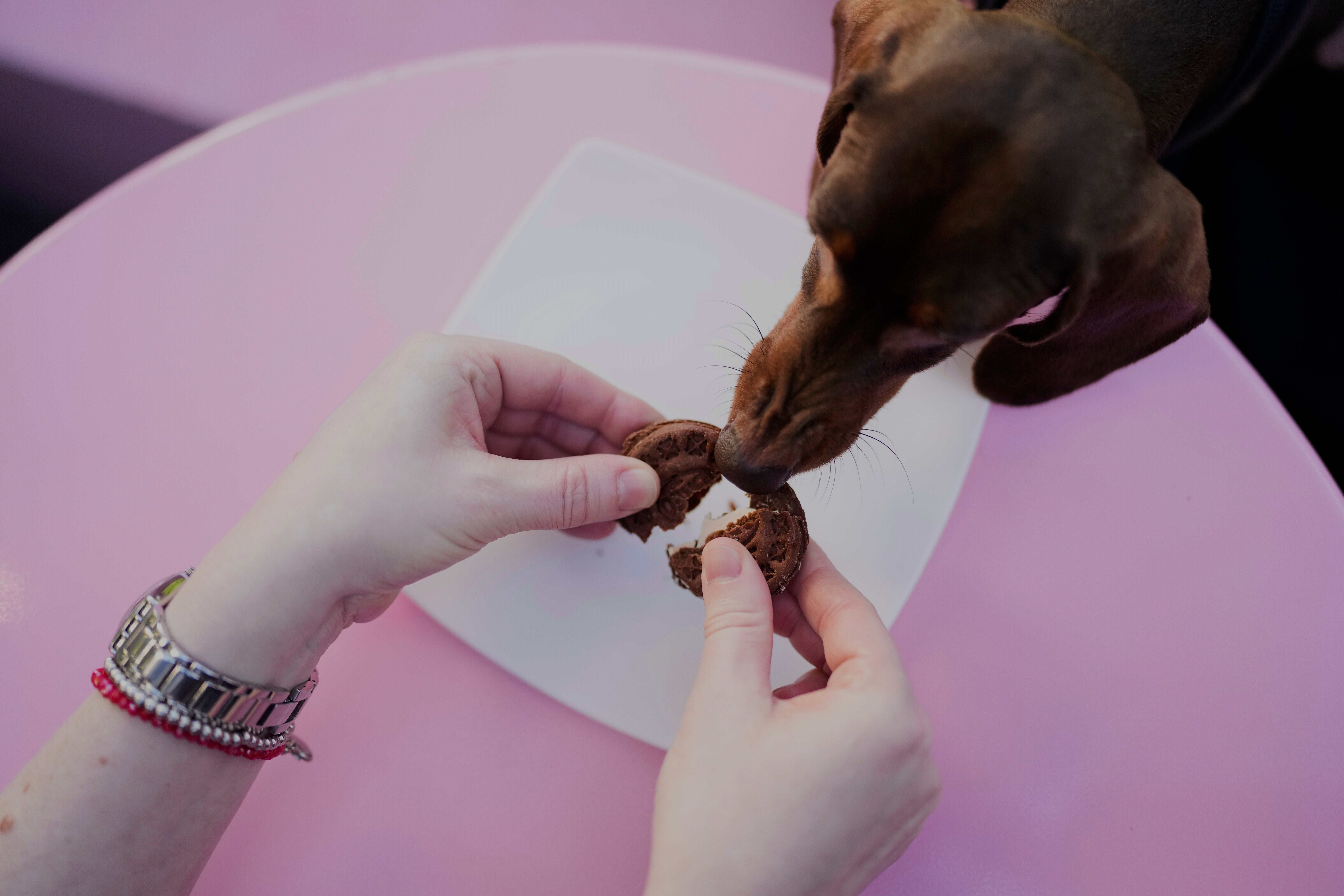 ARGENTINA-NIÑOS VS. PERROS